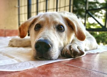 Portrait of dog resting on floor