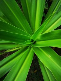 Full frame shot of succulent plant on field