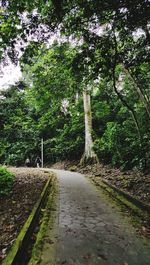 Road amidst trees in forest