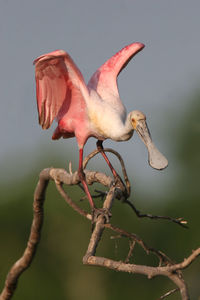 Close-up of bird perching on branch