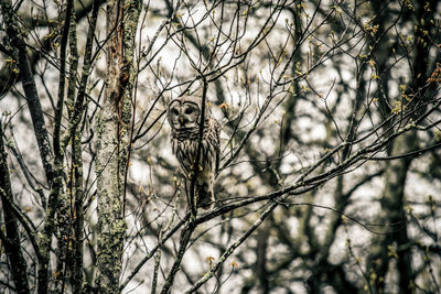 Close-up of owl on branch