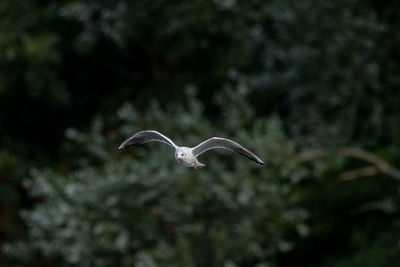 Bird flying in a forest