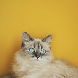 Close-up portrait of a cat