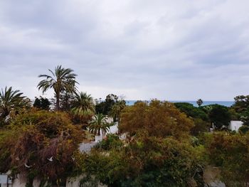 Palm trees on landscape against sky