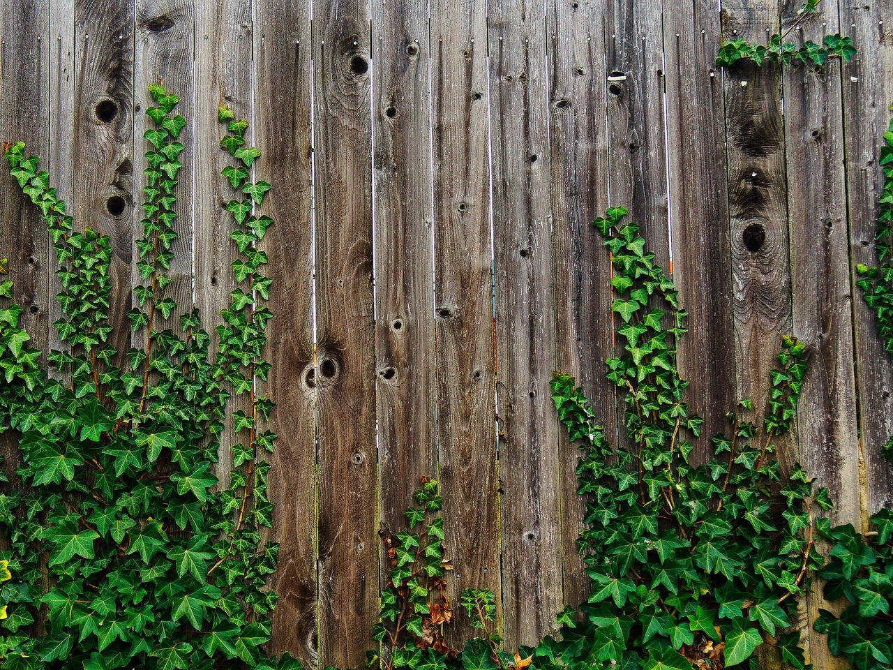 Cedar fence