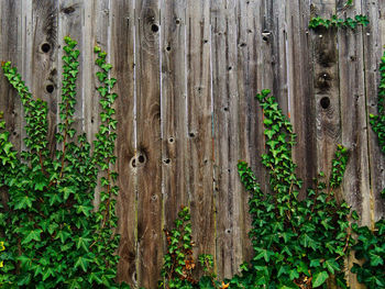 Close-up of plants growing on tree trunk