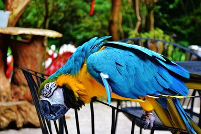 Close-up of blue macaw perching on wood