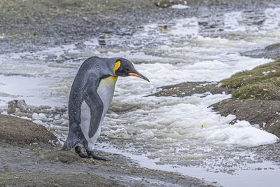 Side view of a bird on rock