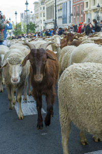 Sheep standing on field