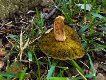 High angle view of mushrooms growing on field