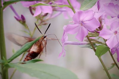 Close-up of butterfly pollinating on pink flower