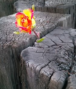 Close-up of pink rose