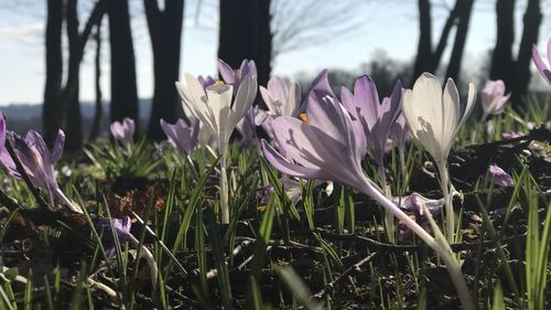 Close-up of purple crocus flowers on field