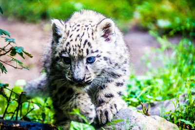 Snow leopard cub on rock