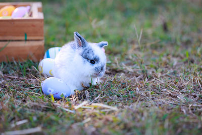 Close-up of rabbit on grassy field