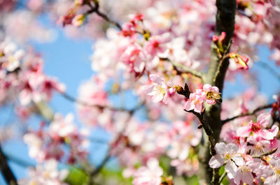 Close-up of pink cherry blossoms in spring