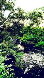 Trees growing in pond