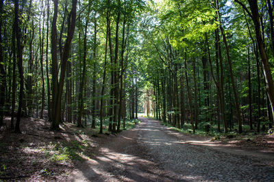 Dirt road amidst trees in forest