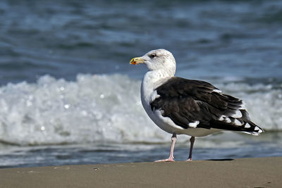 Seagull perching on a beach