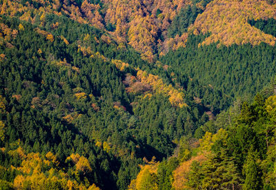 High angle view of pine trees in forest