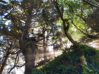 Low angle view of trees in forest