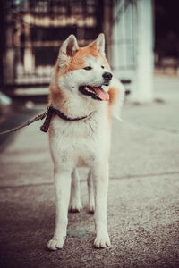 Close-up of dog looking away