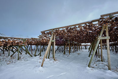 Low angle view of snow covered field against sky