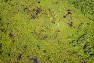 High angle view of moss on land