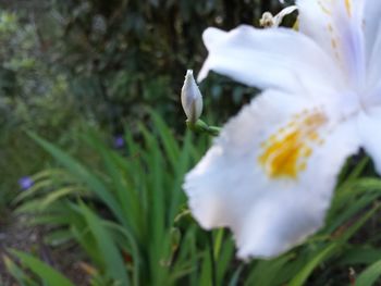 Close-up of white flowers blooming outdoors