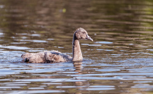 Swan swimming in lake