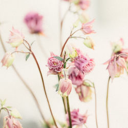 Close-up of pink flowers