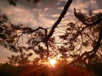 Low angle view of silhouette trees against sky during sunset