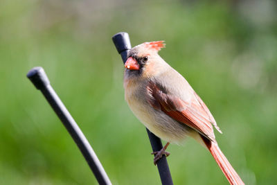 Close-up of bird perching on twig