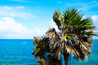 Palm tree by sea against sky