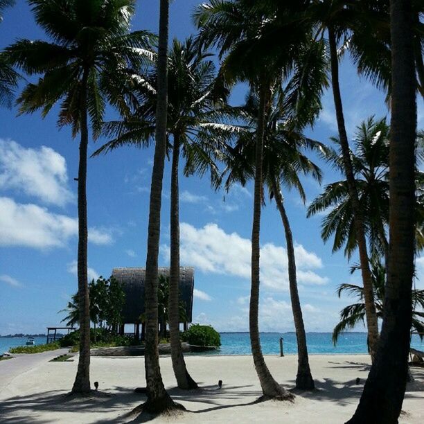 palm tree, tree, sea, beach, sky, water, horizon over water, tree trunk, tranquility, built structure, shore, tranquil scene, nature, scenics, growth, beauty in nature, sand, architecture, cloud - sky, sunlight