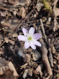 High angle view of purple flowering plant on field