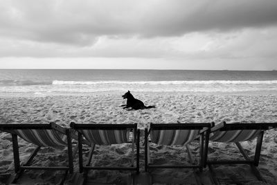 Deck chairs in front of dog on sandy beach