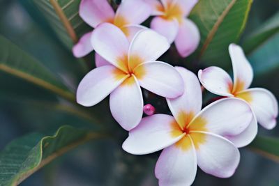 Close-up of frangipani blooming outdoors