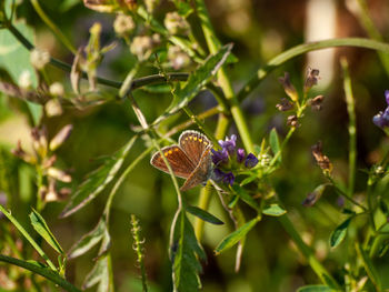 Close-up of butterfly pollinating on purple flower