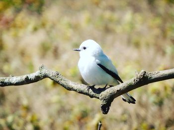 Close-up of bird perching on tree