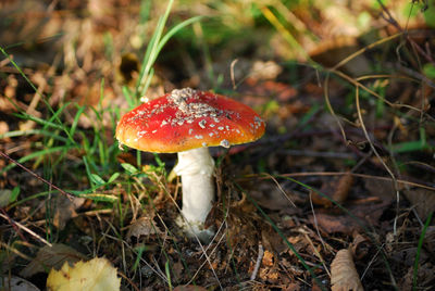 Close-up of fly agaric mushroom on field