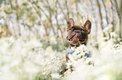 Smiling french bulldog dog sitting in meadow with white flowers in spring