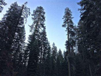 Low angle view of trees against sky