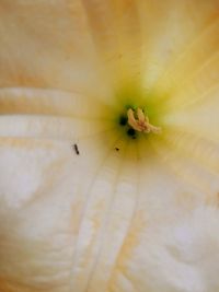 Close-up of flower