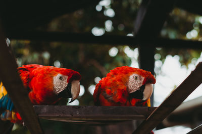 Large exotic colorful parrots in zoo