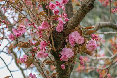 Close-up of pink cherry blossom tree