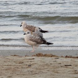 Young seagulls on the seashore