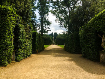 Walkway amidst trees on landscape