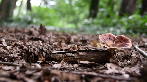 Close-up of dry leaves on wood in forest