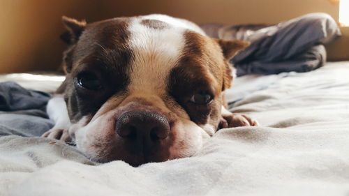 Portrait of dog resting on bed